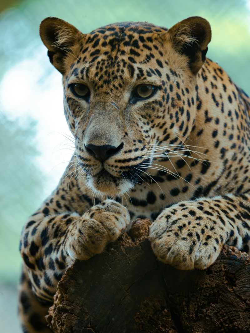 A rare Sri Lankan leopard resting on a granite outcrop in Yala National Park, a centerpiece of an exclusive luxury safari.