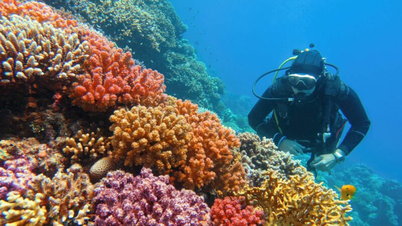 Man scuba diver checking beautiful colorful healthy coral reef