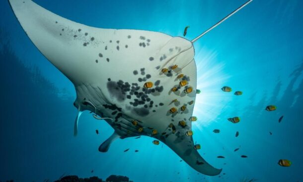 The underside of a large manta ray swimming in blue water with small yellow fish and sun rays in the background.