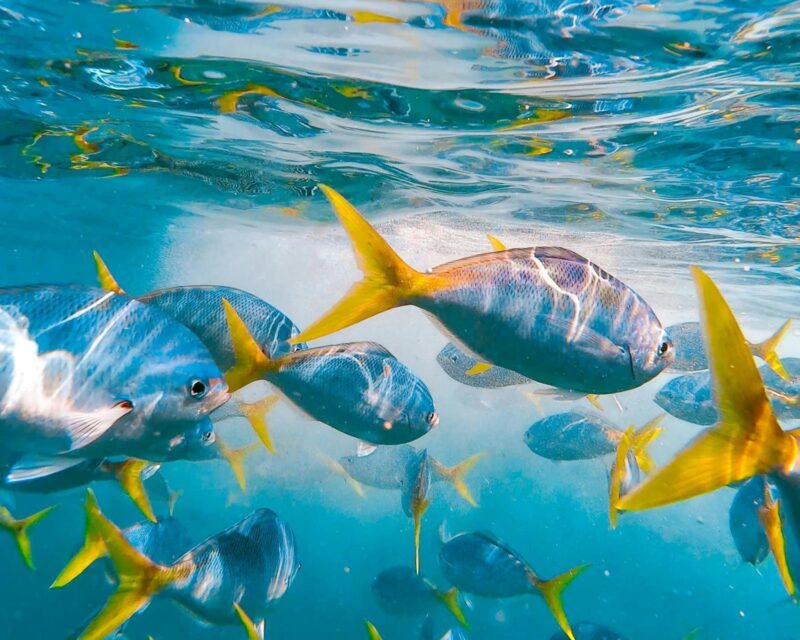 Yellow fish Australia marine life tour