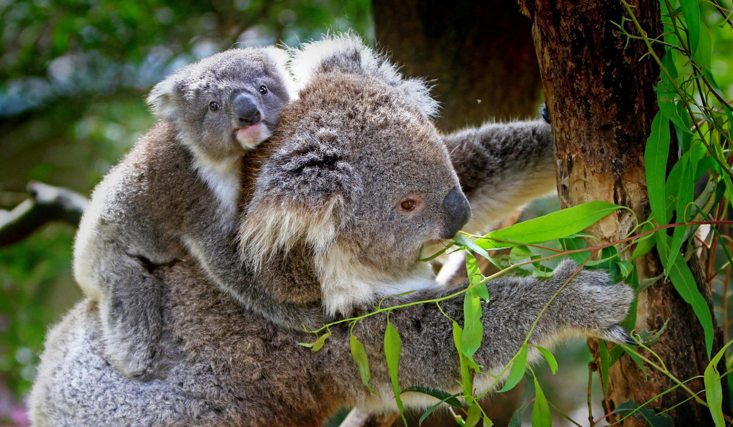 koala in the tree wildlife Australia