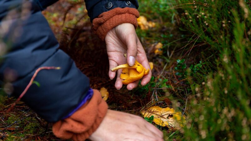 Foraged chanterelle mushrooms in Scotland
