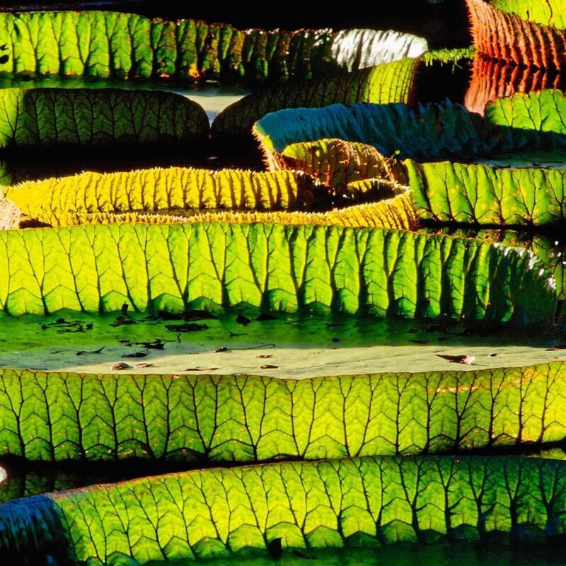 close up view of Victoria Regia waterlilies on the Amazon river
