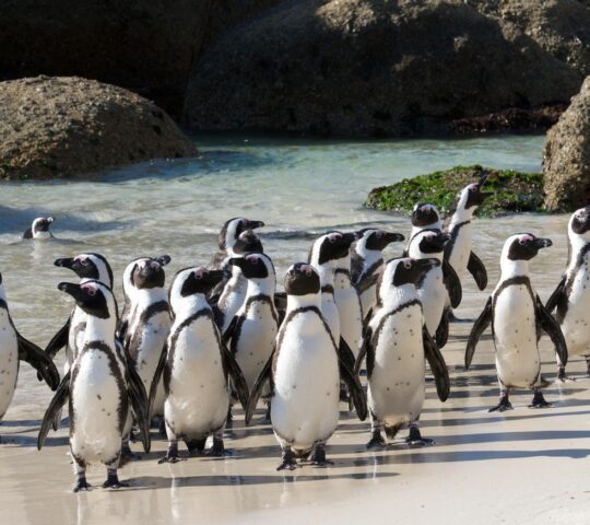 Witness the antics of African penguins on Boulders Beach