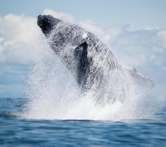 See one of Earth's greatest wildlife spectacles: migrating whales