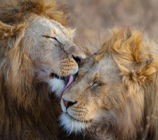 Search for lions in Kwandwe Private Game Reserve
