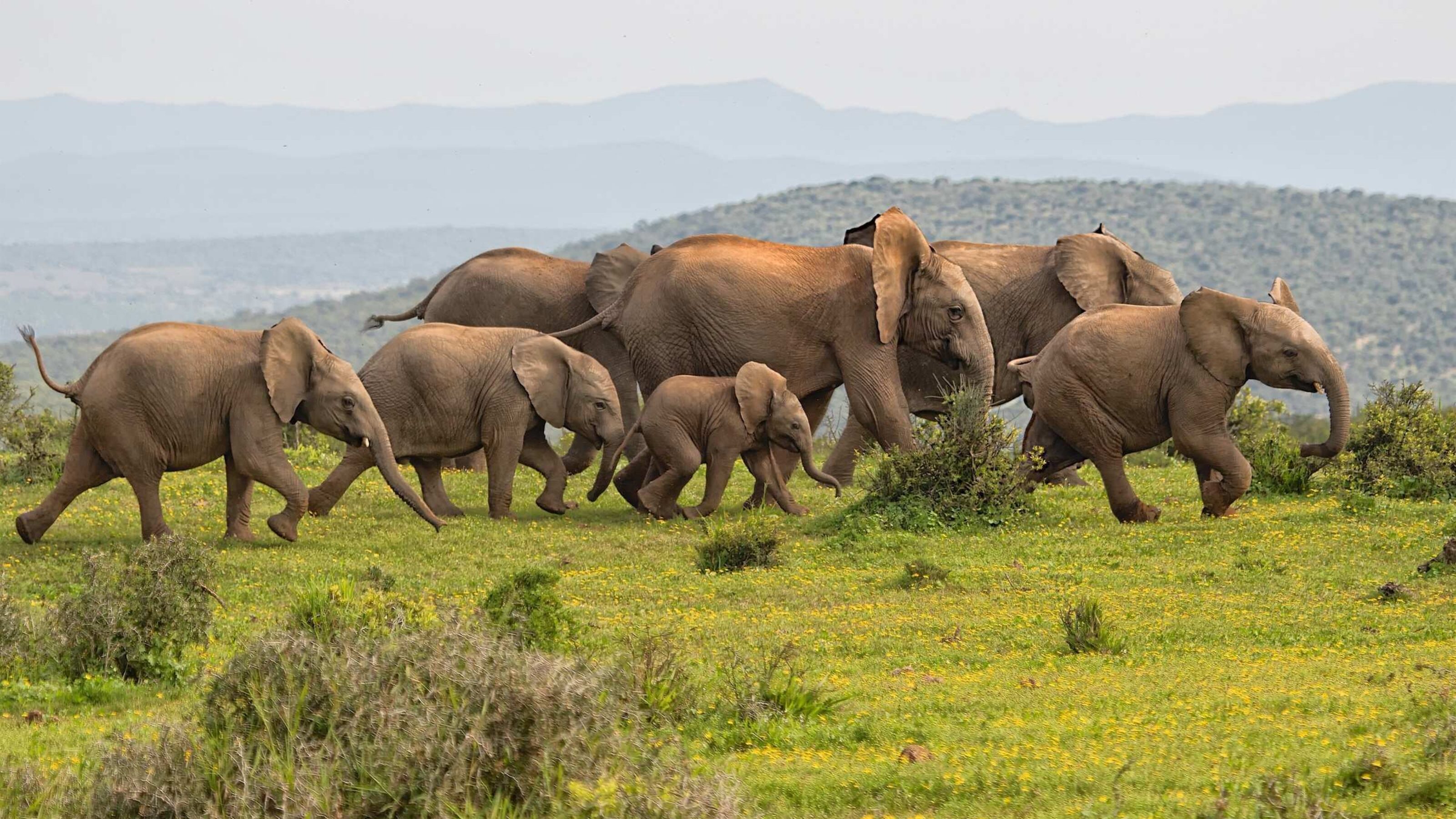 A herd of elephants running in the wild.