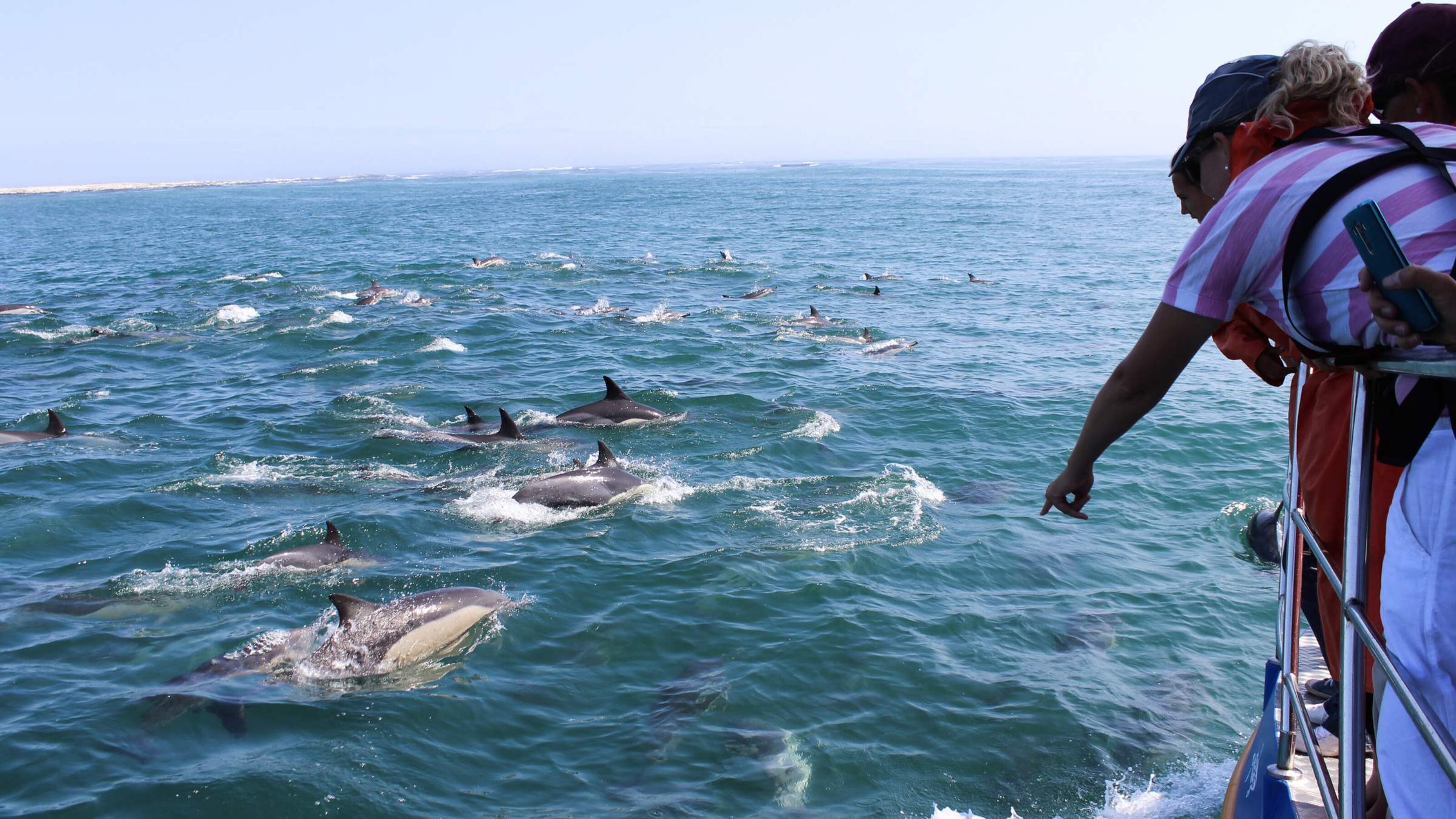 A person pointing at a pod of dolphins swimming alongside a boat.