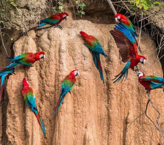 Reconnect with nature during your time in the Amazon