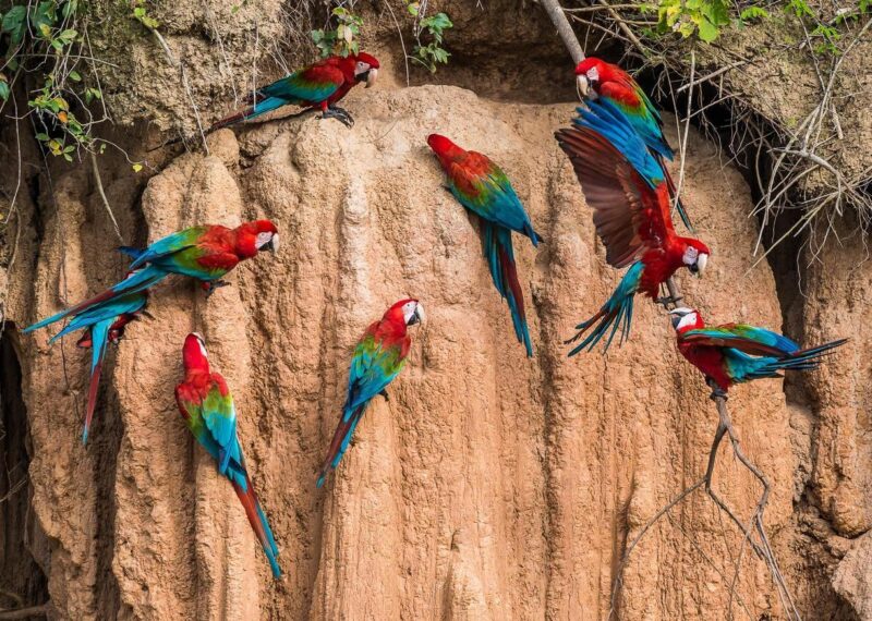 Macaws perched on a cliff in the Peruvian Amazon
