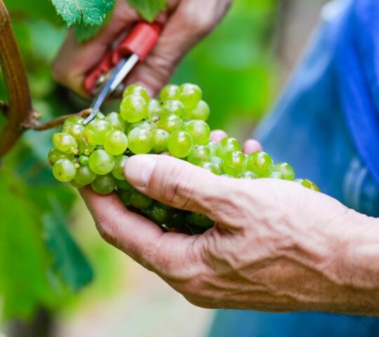 Learn about wine-making in Franciacorta