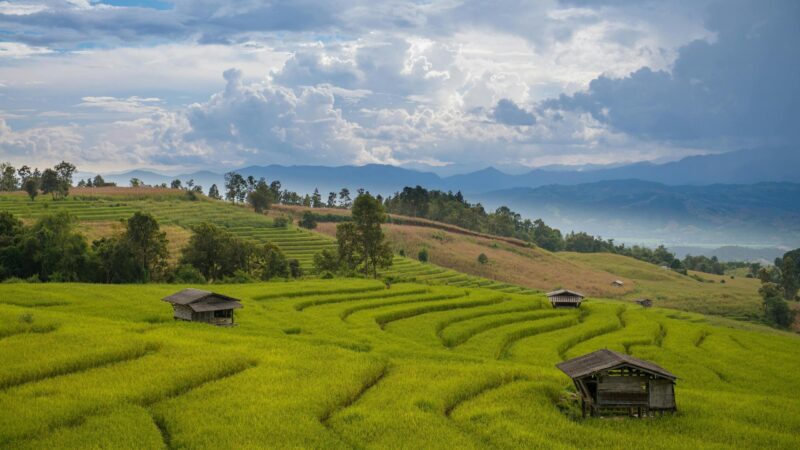 Chiang Mai rice paddies with perfectly set