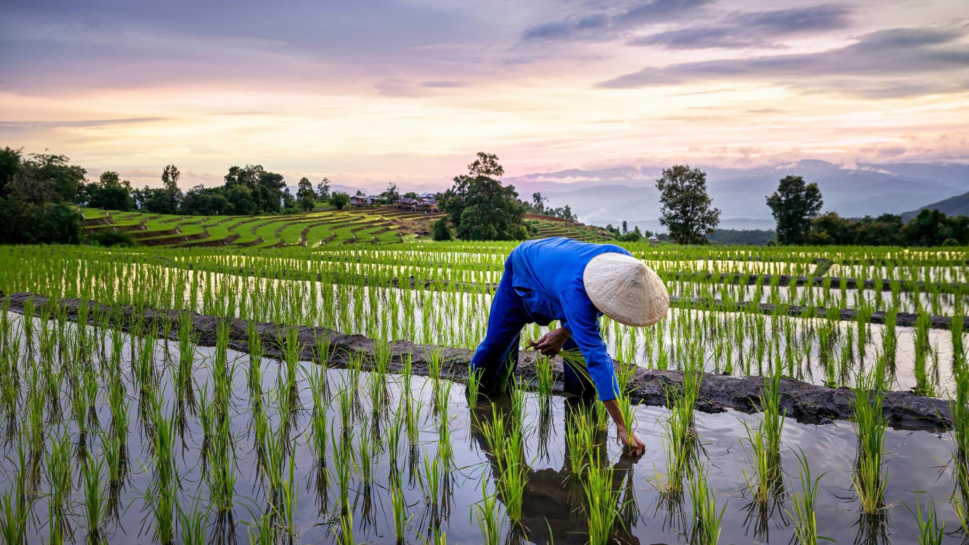 Person working in lush green terraced rice paddies during a sunset with mountains in the background.