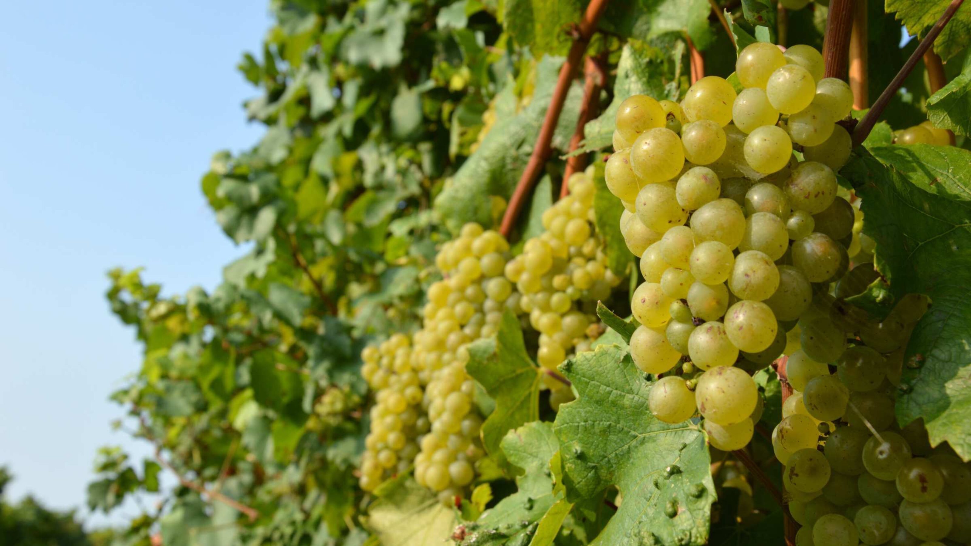 A close-up of grapes in a vineyard.