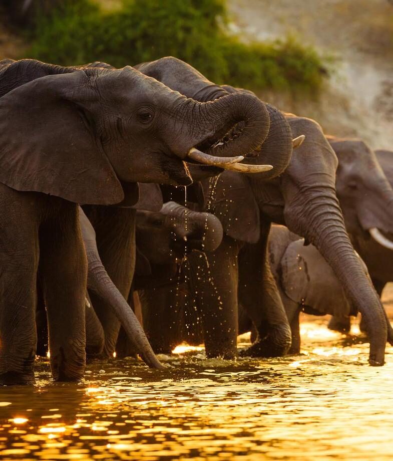 Elephants gathering on the Chobe River in Botswana’s Linyanti region, and an aerial view over the Mombo Concession in the Okavango Delta.