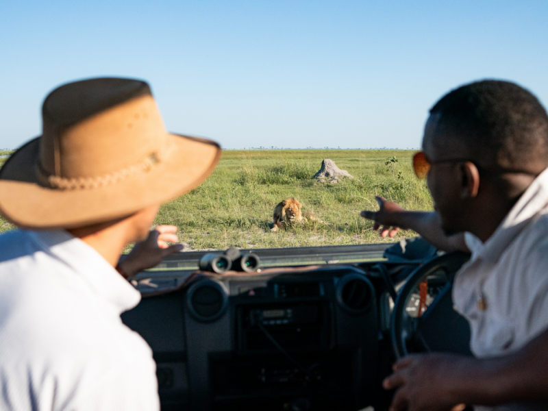 On a private safari in Africa, watch lions in the wild alongside an expert guide; lions are the only big cats that live in social groups called prides.