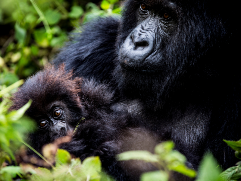 Wilderness Bisate’s six forest villas take inspiration from traditional Rwandan royal architecture and sit close to the starting point for mountain gorilla treks.