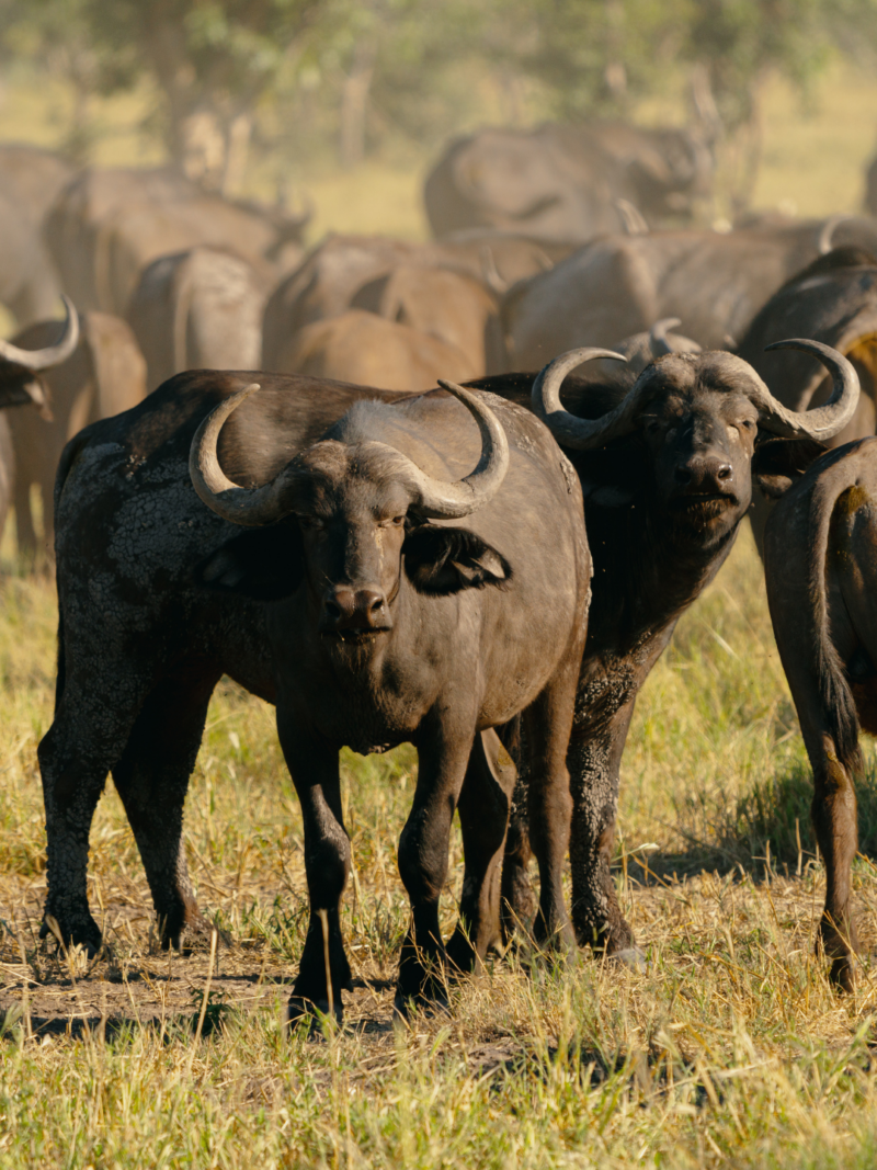 Wilderness Mokete is the only camp across 50,000 hectares of Mababe grassland, marsh and forest, an area known for vast buffalo and elephant herds.