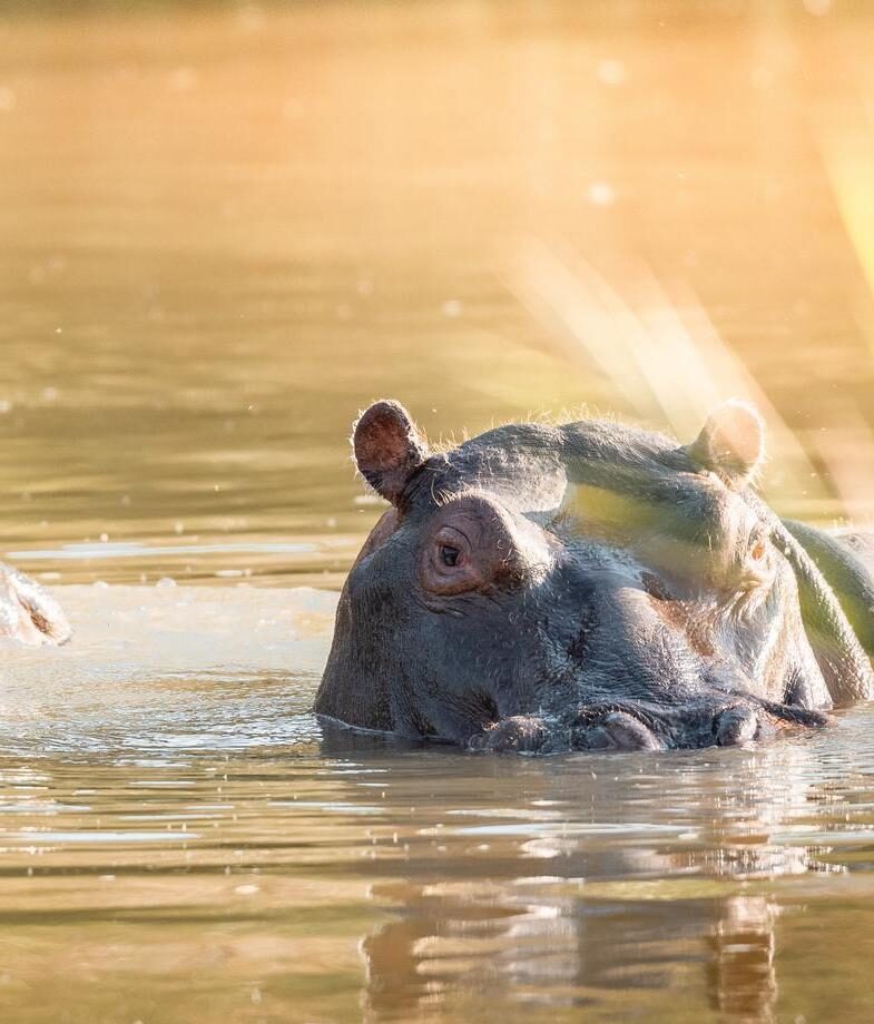 Spot lions resting in the bush in Sabi Sands Private Game Reserve and hippopotamus surfacing in the waters of Kruger National Park.