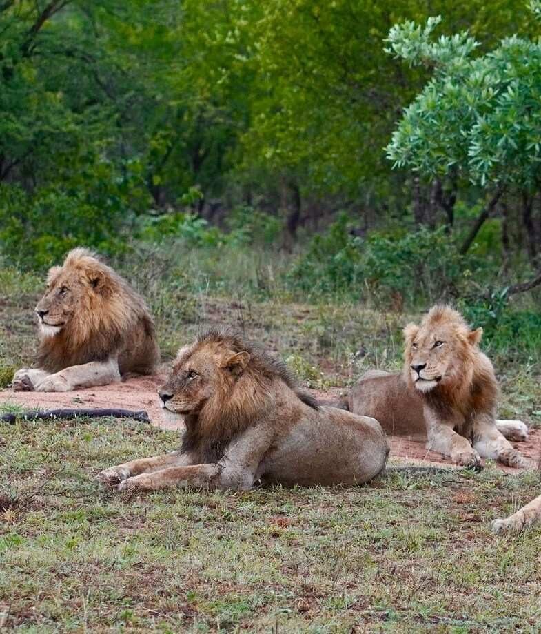 Spot lions resting in the bush in Sabi Sands Private Game Reserve and hippopotamus surfacing in the waters of Kruger National Park.