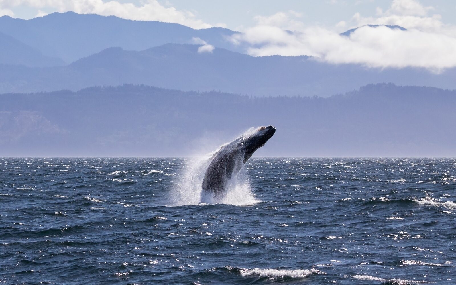 A breaching whale off South Africa’s Whale Coast, one of the country’s best spots for whale-watching.