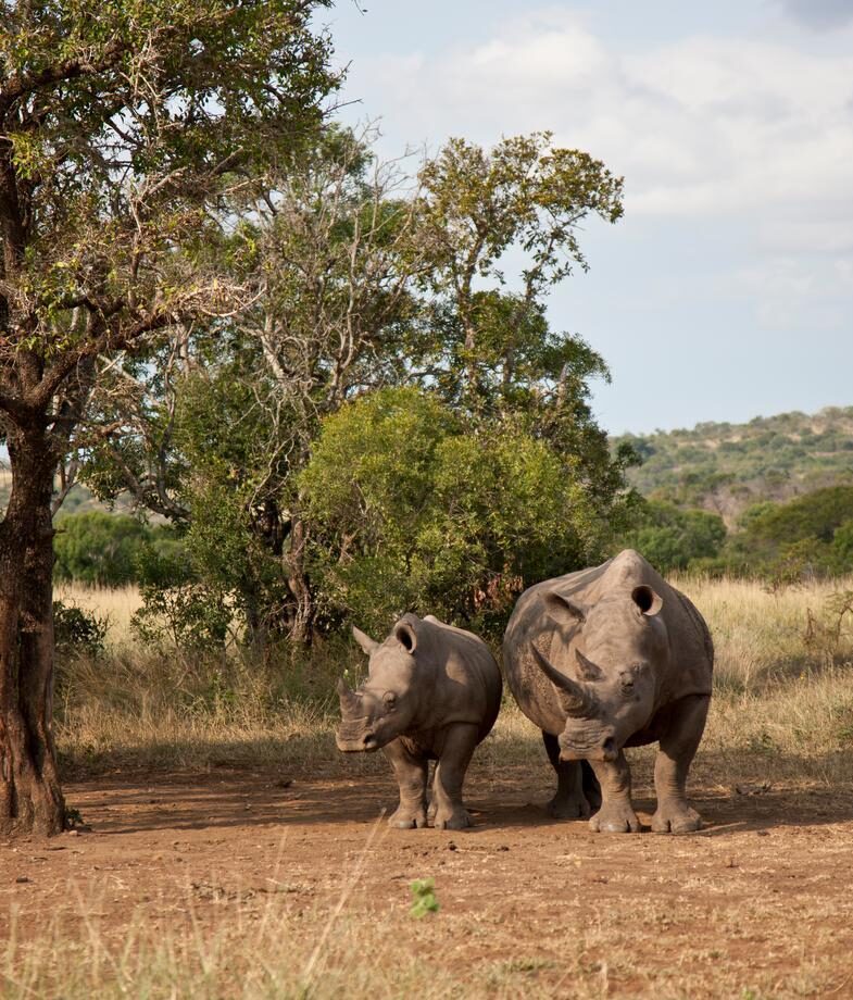 Rhinos on the move in Phinda Private Game Reserve, and sunlit vineyard rows in South Africa’s Winelands beneath rugged mountain peaks.