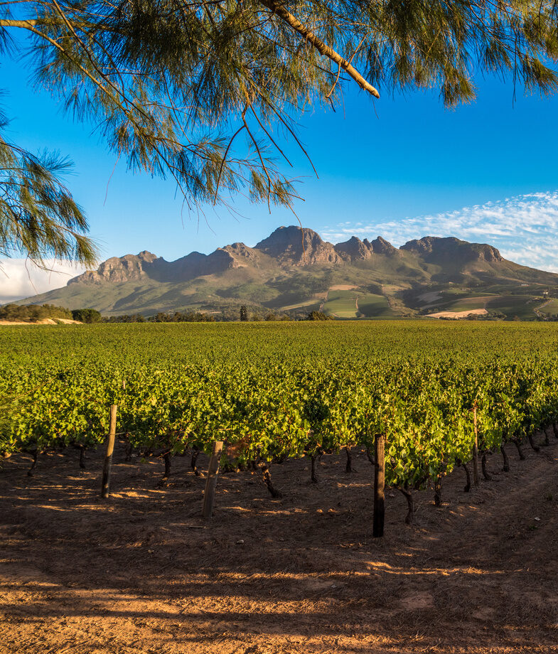 Rhinos on the move in Phinda Private Game Reserve, and sunlit vineyard rows in South Africa’s Winelands beneath rugged mountain peaks.