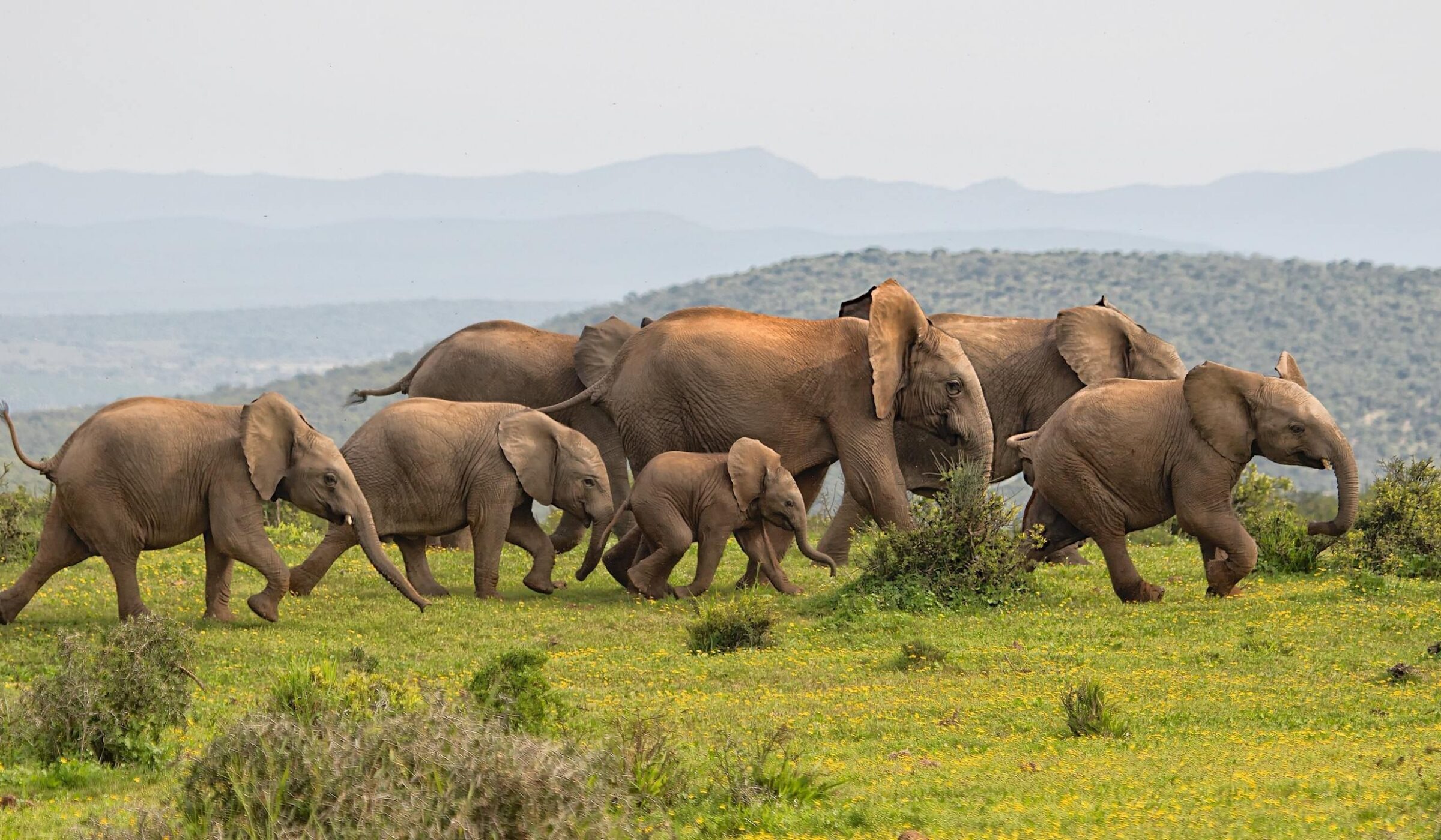 A herd of elephants running across a grassy plain in South Africa
