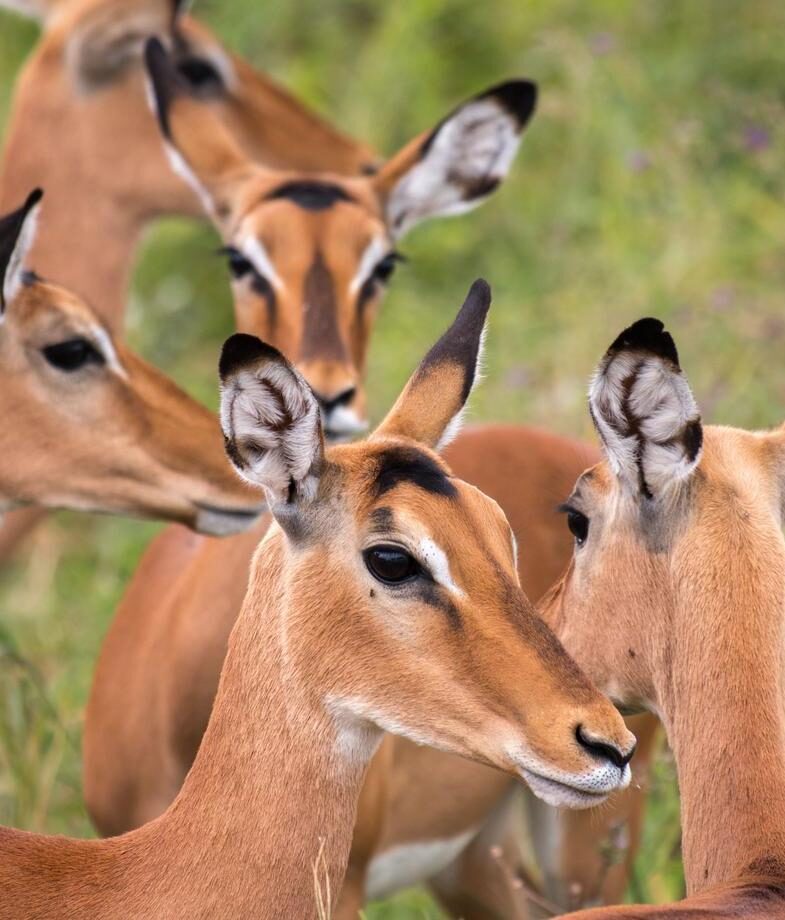 Flamingos gathering in the shimmering shallows of Lake Manyara National Park, and a watchful impala standing in the grasslands of Tarangire National Park.