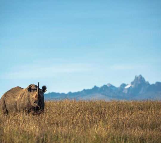 Delve into rhino conservation in the Borana Conservancy