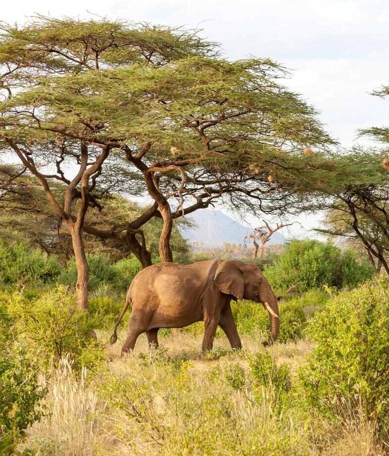 Track elephants on a walking safari in Serengeti National Park, or drift silently in a hot air balloon above the Maasai Mara watching wildlife move across the plains below.