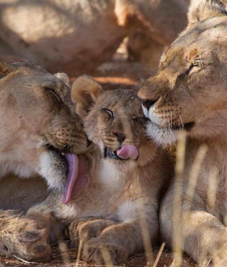 Snow-dusted peaks in South Africa’s Drakensberg Mountains during winter, and an intimate moment with lions resting in Madikwe Game Reserve.
