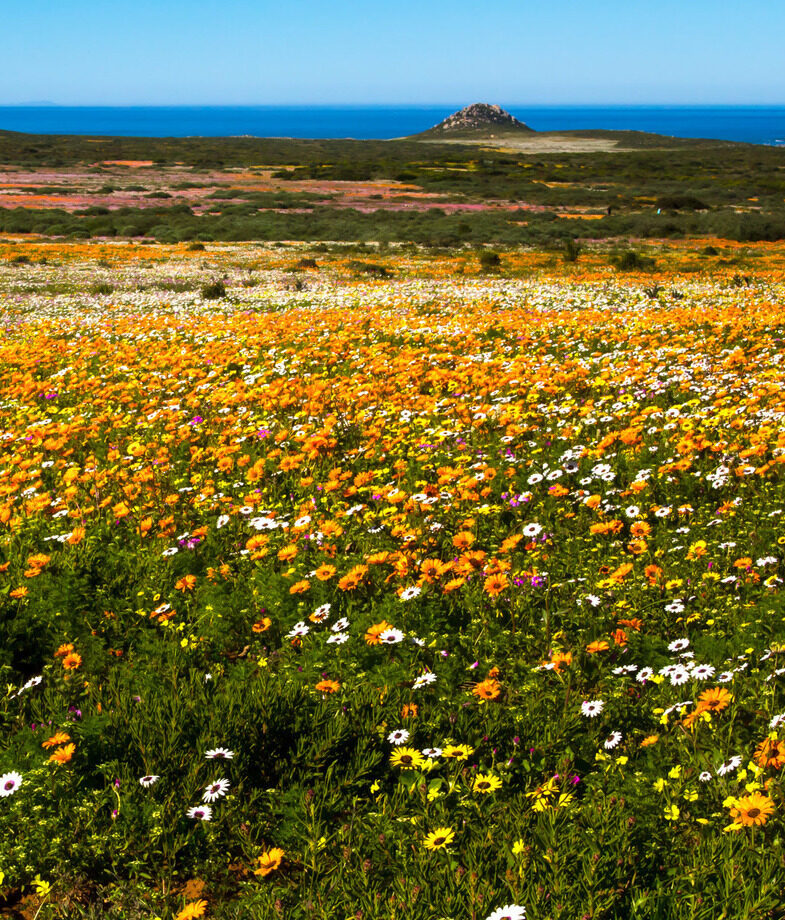 Whales surfacing along South Africa’s Whale Coast and the West Coast’s wildflowers in peak bloom.