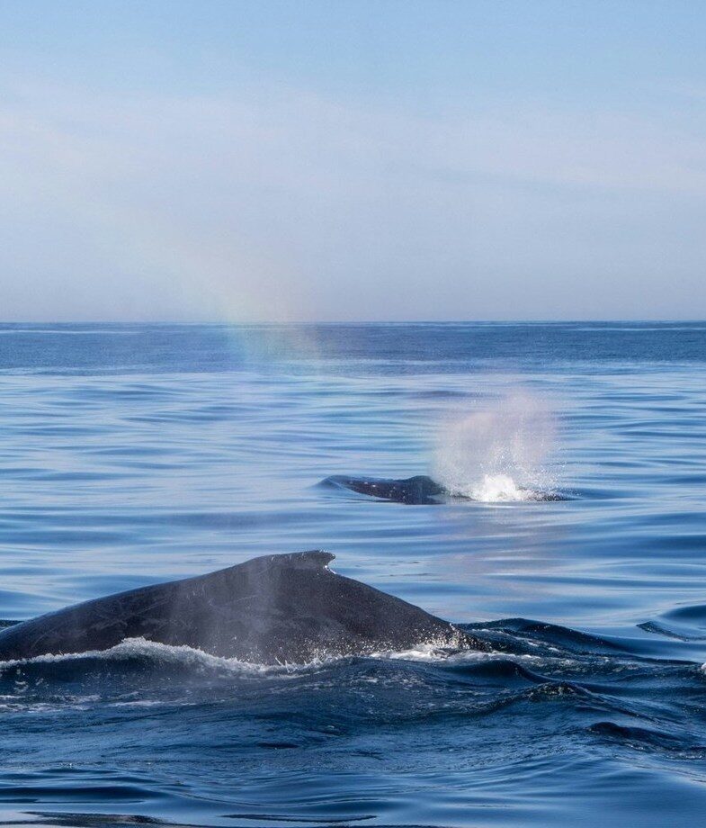 Whales surfacing along South Africa’s Whale Coast and the West Coast’s wildflowers in peak bloom.