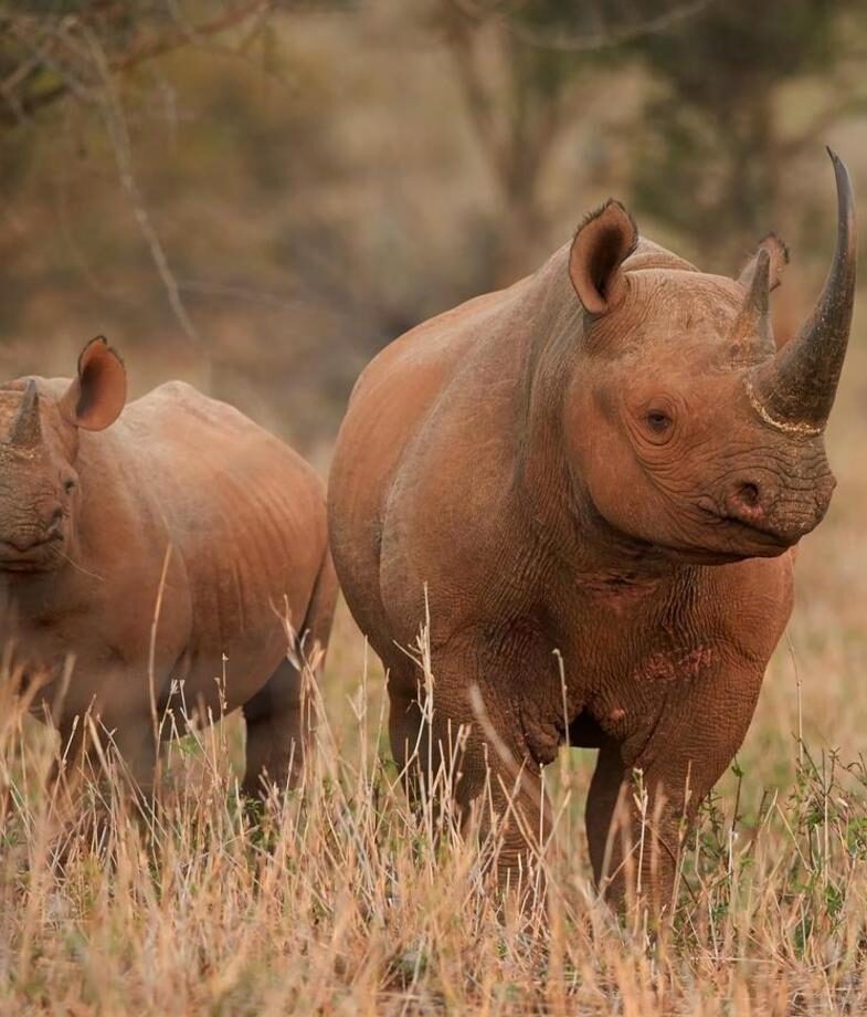 Black rhinos moving through the bush in South Africa and a group of impala grazing in Kruger National Park, two of the country’s wildlife.