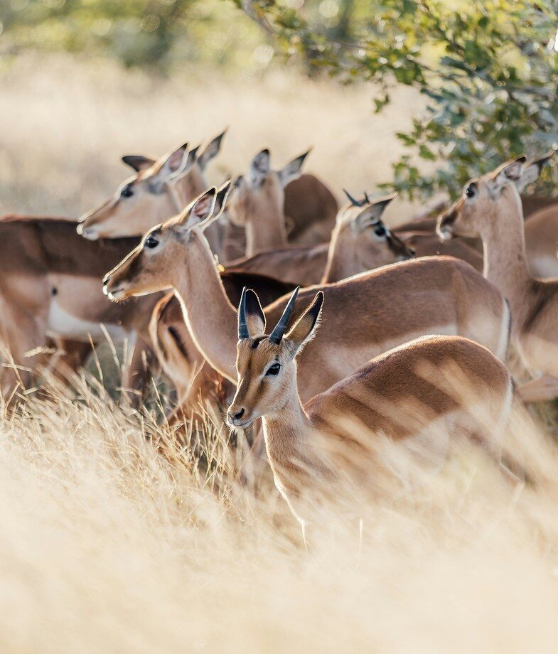 Black rhinos moving through the bush in South Africa and a group of impala grazing in Kruger National Park, two of the country’s wildlife.