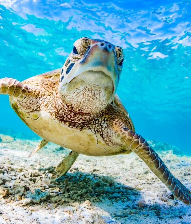 A green sea turtle glides through the coral gardens of the Great Barrier Reef and the vast, clear waters of the Ningaloo Reef stretch along the coast. The best places in Australia to encounter the Marine Big Five.