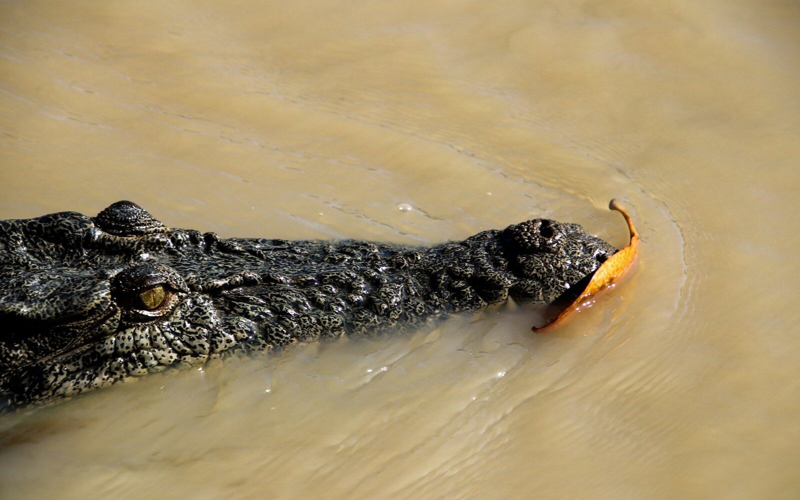 A saltwater crocodile, or x27;salty,x27; glides through the murky waters of Kakadu National Park, Australia’s Top End.