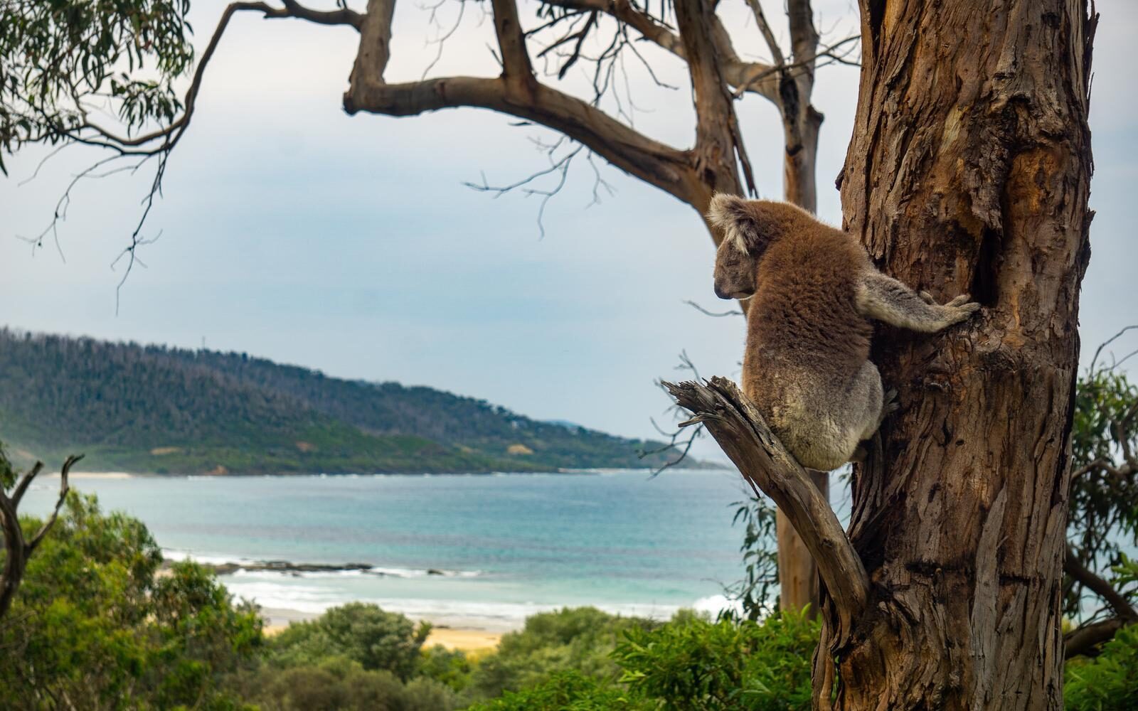 A wild koala clinging to a eucalyptus branch gazing out toward the coastline of the Great Ocean Road.