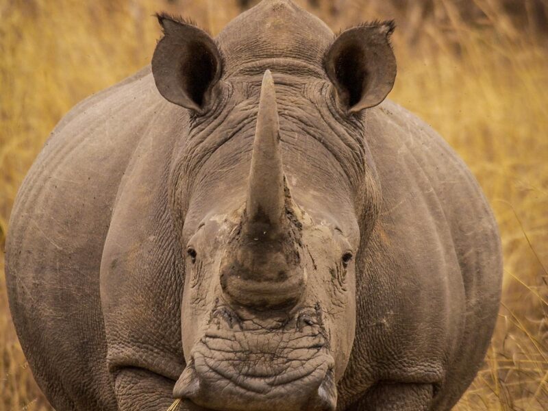 Front view close-up of a rhinoceros with a prominent horn in the grassy Matobo Hills of Zimbabwe.