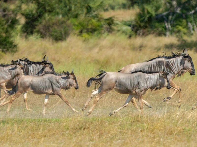 Four wildebeest running through tall dry grass on the African savanna.