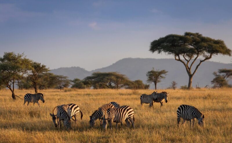 A group of zebras grazing in a golden field with mountains and acacia trees under a blue sky in Tanzania.