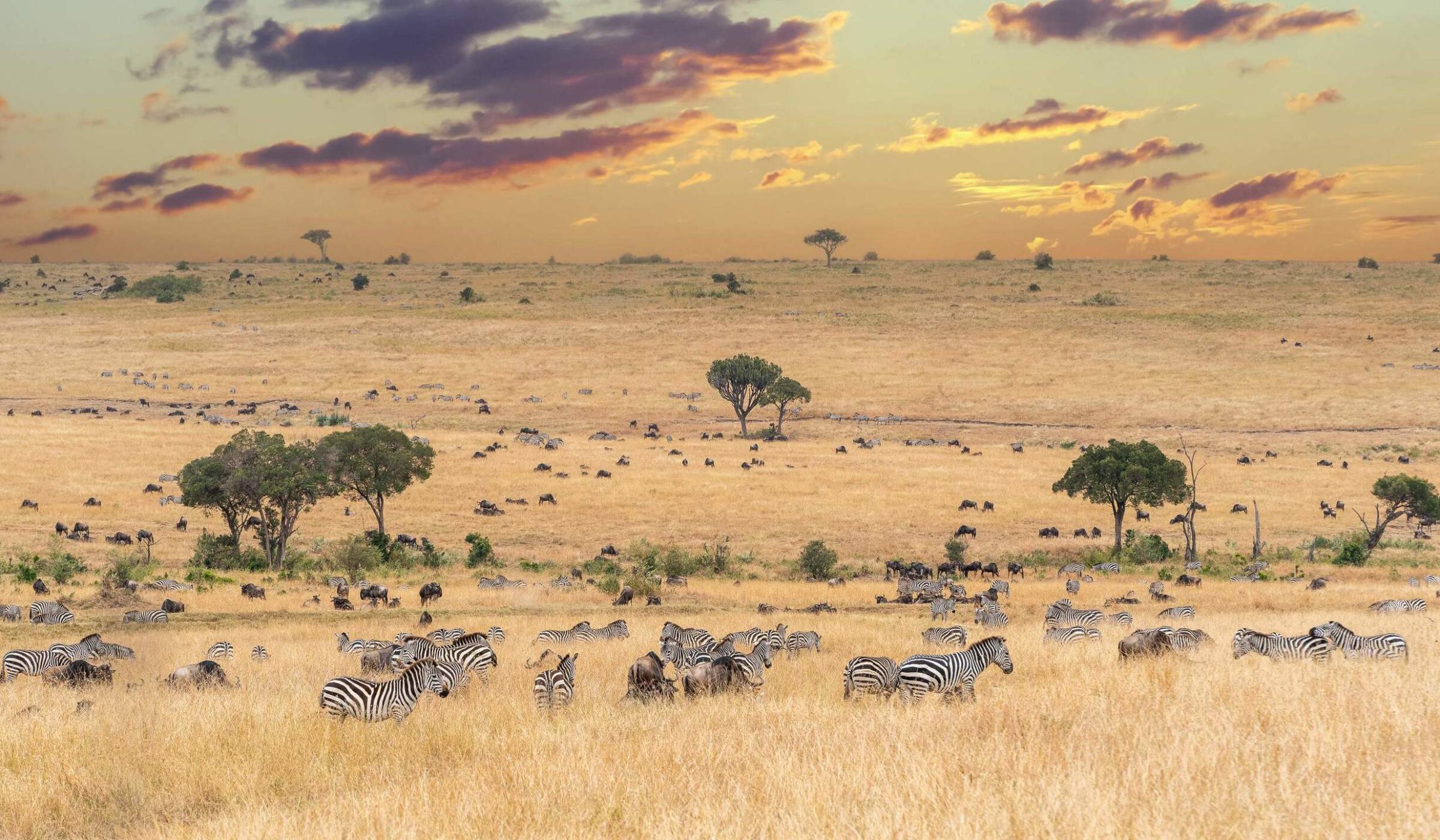 Zebras and wildebeest dotted around savannah plains in Kenya's Maasai Mara