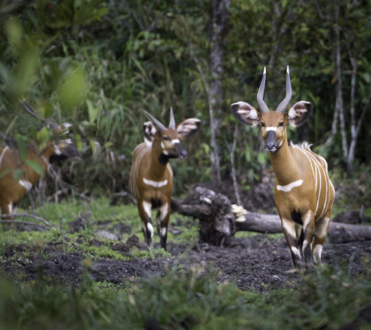 Go on a wildlife walk around your lodge