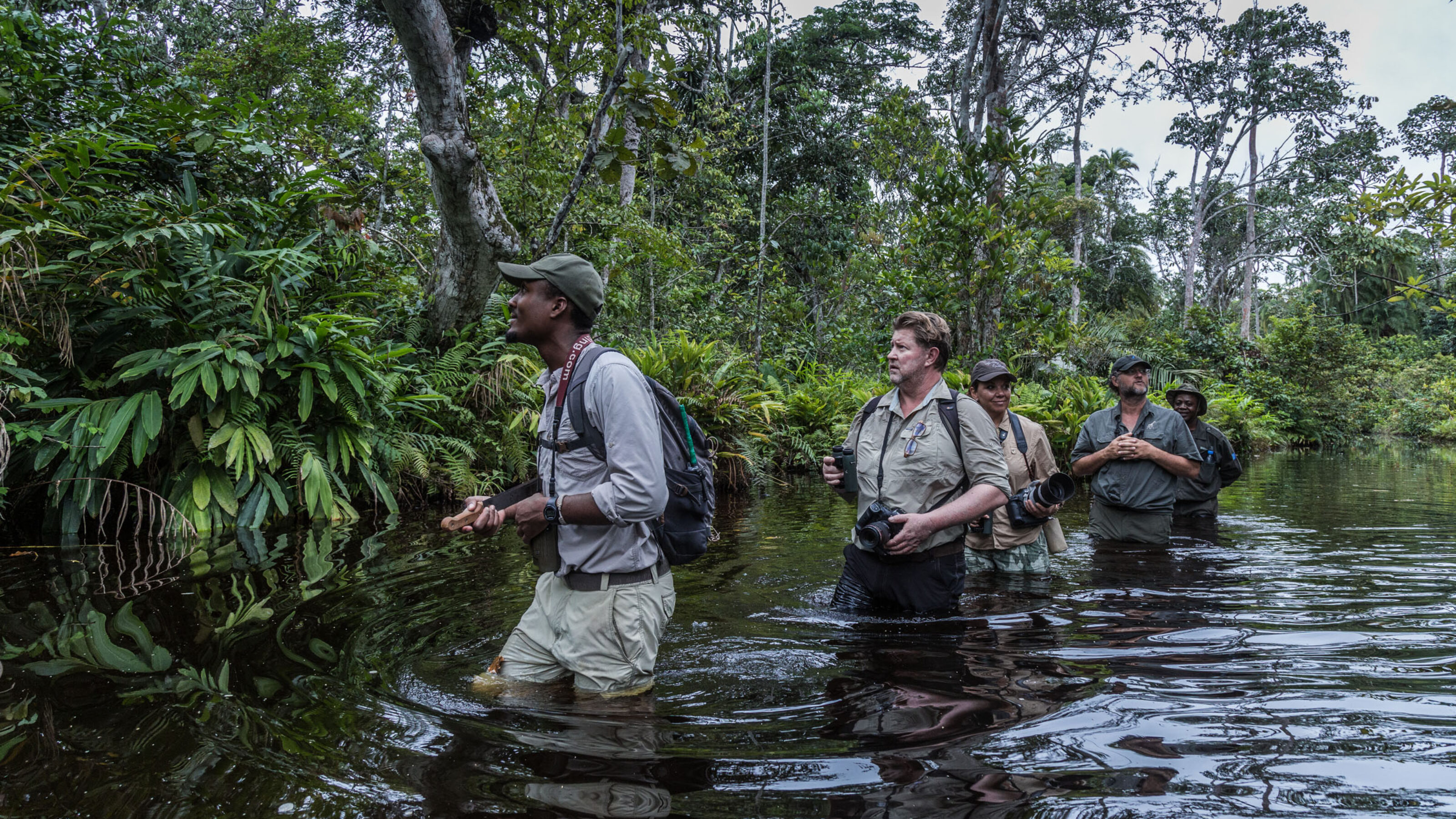 Gorilla Trekking in the Congo Basin