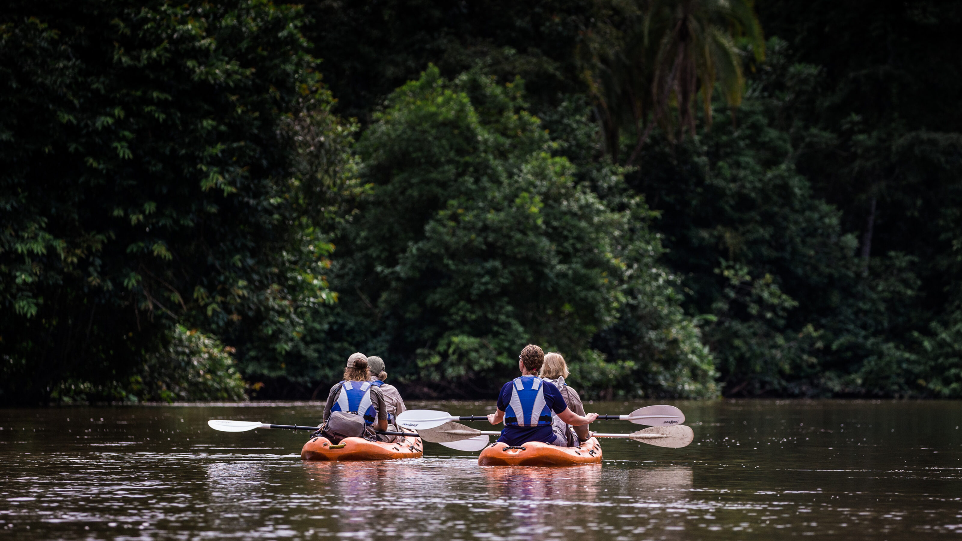 Gorilla Trekking in the Congo Basin