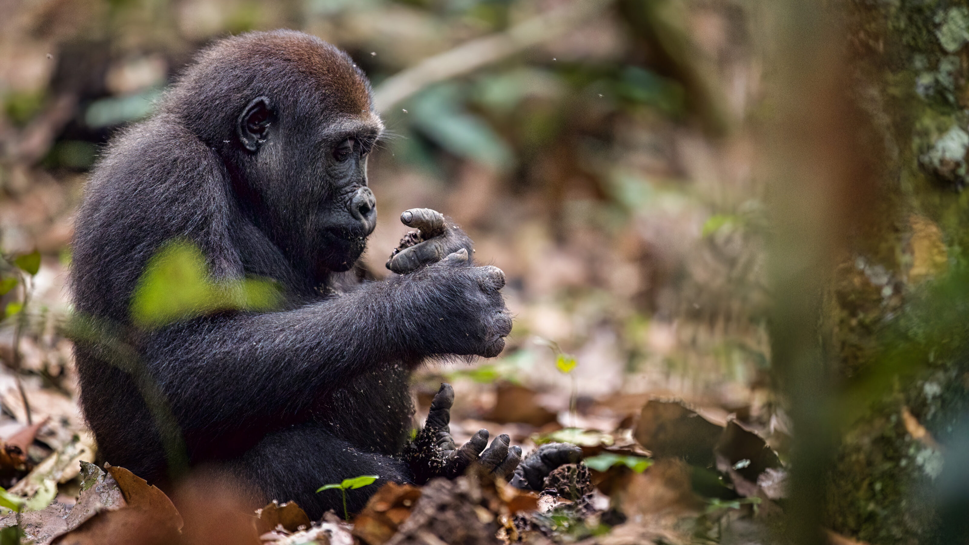 Gorilla Trekking in the Congo Basin