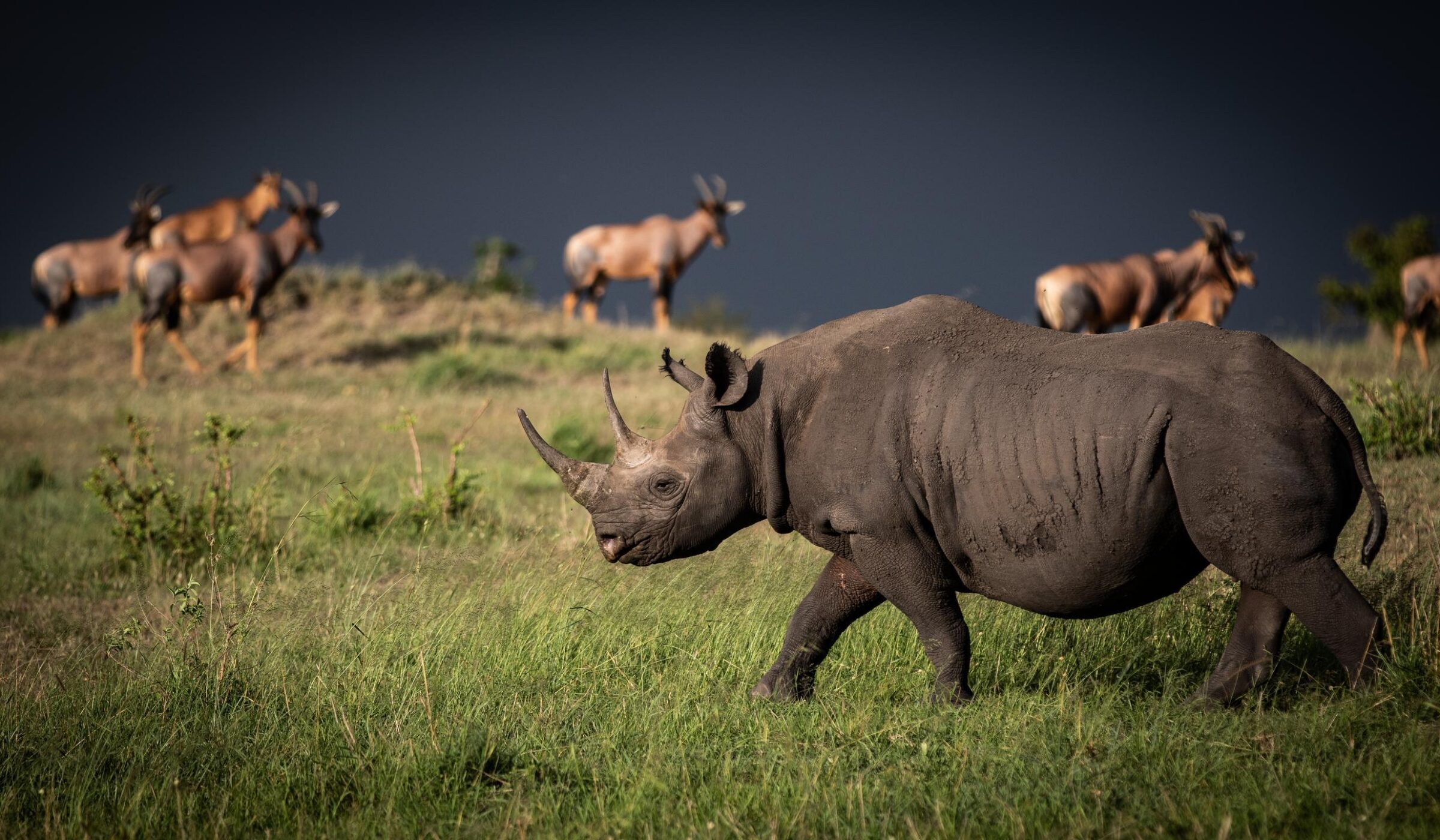 A black rhinoceros walks through a grassy field with several topi antelope standing in the background under a dark sky.