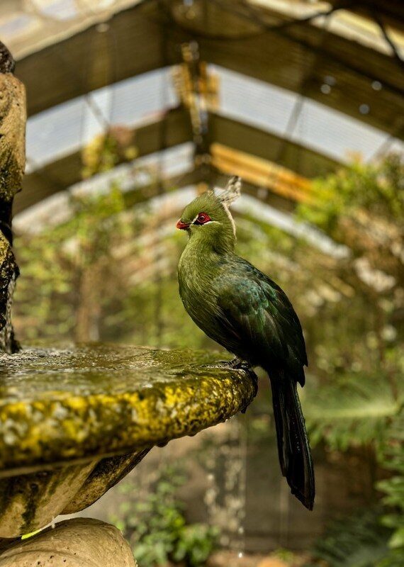 A bright green Knysna Turaco bird sits on the rim of a weathered stone fountain surrounded by soft green foliage.