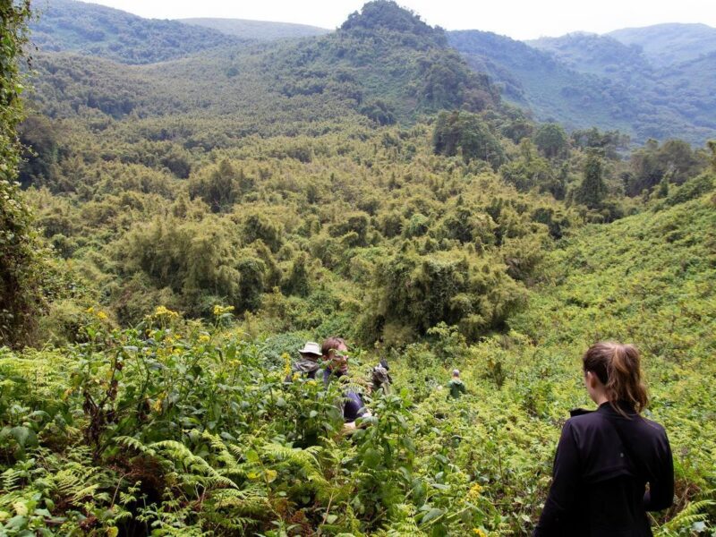Hikers walk through thick green foliage on a misty mountainside during a gorilla trekking tour in Rwanda.